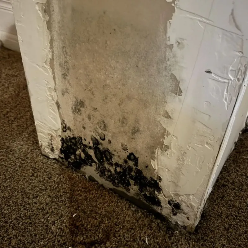 Professional Mold Removal in Quincy, IL